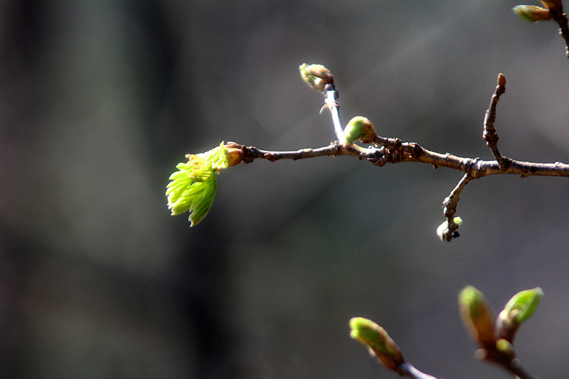 april2019 059-1 mala